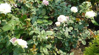 Pink and white color UK roses in full bloom.(ROSE--59)