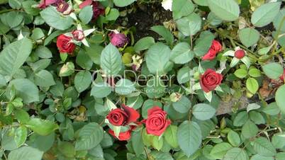 Different types and colors of UK roses in full bloom.(ROSE--60)
