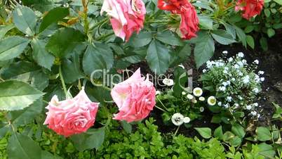 UK rose plants with full-bloomed red roses.(ROSE--63)