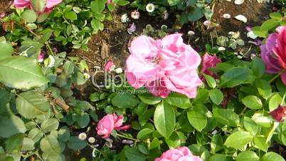 Pink color UK roses in full bloom. (ROSE--65b)