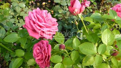 Pink color UK roses in full bloom.(ROSE--66)