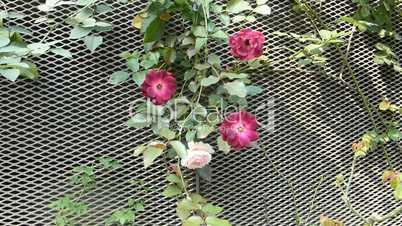 Pink and red color UK rose plants climbing on a fence. Panning view.