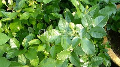 UK rose trees with yellow rose buds. (ROSE--68)