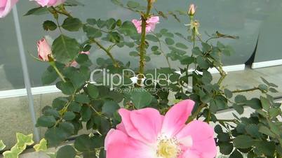 Pink color UK roses in full bloom.(ROSE--71)