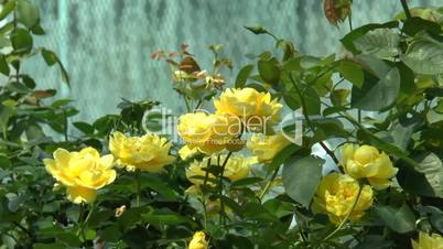 Full bloomed yellow color UK roses. (ROSE--70)