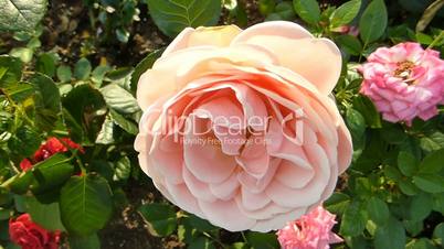 Close-up view of a few full-bloomed orange color UK rose.(ROSE--73)