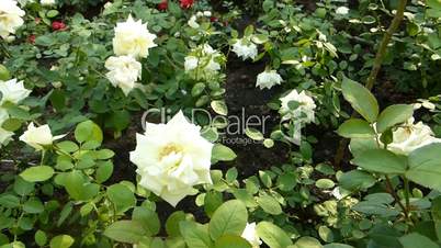 Close-up view of full bloom whitish yellow UK roses.(ROSE--74)