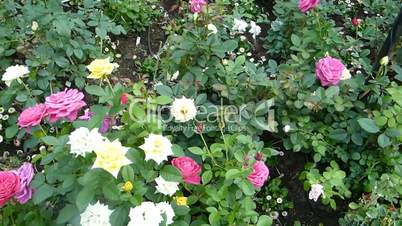 Different colors and types of UK roses in full bloom.(ROSE--75)
