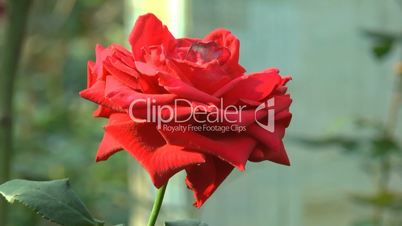 Two full-bloomed red color UK rose and many other UK roses.(ROSE--77)