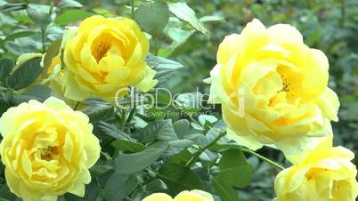 Full bloomed yellow color UK roses. (ROSE--78)