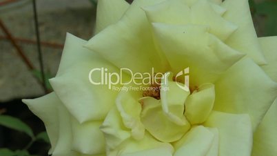 Full bloomed yellow color UK roses. (ROSE--79)