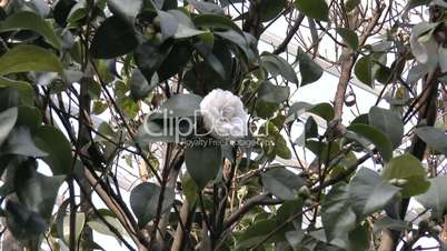 White color UK rose in full bloom on a tree.(ROSE--8)