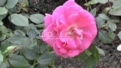 Close-up view of a full bloom UK pink color rose.(ROSE--80)