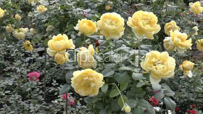 Full bloomed yellow color UK roses. (ROSE--81)