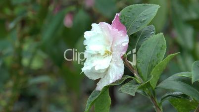 Close-up view of a whitish pink color UK rose.(ROSE--83)