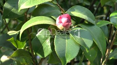A UK rose tree with red rose bud. (ROSE--84)