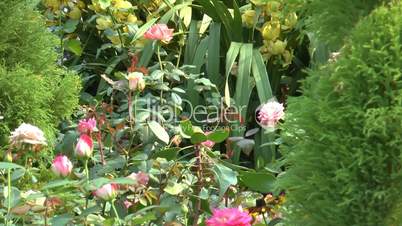 different colors of uk roses in full bloom.(rose--87a)