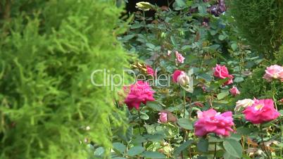 Different colors of UK roses in full bloom.(ROSE--87b)