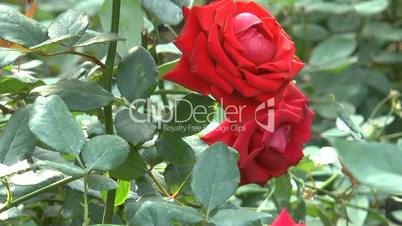 Red color Fragrant Charm roses in full bloom from UK.(ROSE--9)