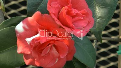 UK rose plants with full-bloomed red roses.(ROSE--90b)