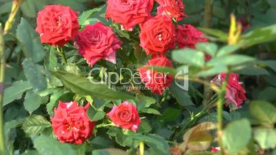 UK rose plants with full-bloomed red roses.(ROSE--94)