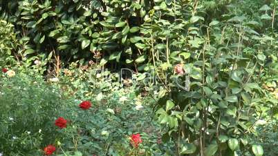 a uk rose bud growing on a single stem(rose--96)