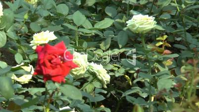 Full bloomed yellow and red color UK roses. (ROSE--97)