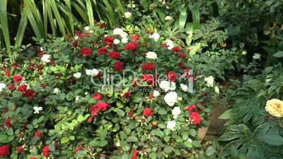 Different types and colors of UK roses in full bloom.(ROSE--99a)