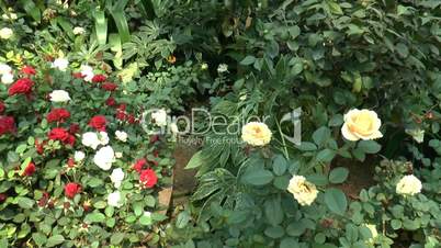 Different types and colors of UK roses in full bloom.(ROSE--99b)