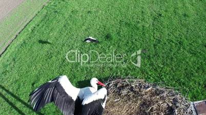Flying over stork