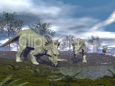 Styracosaurus dinosaurs going to water - 3D render