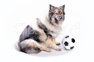 frecher hund mit fußball