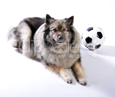 frecher hund mit fußball