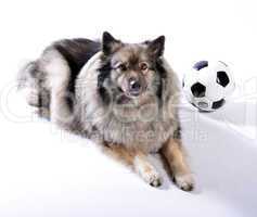 frecher hund mit fußball