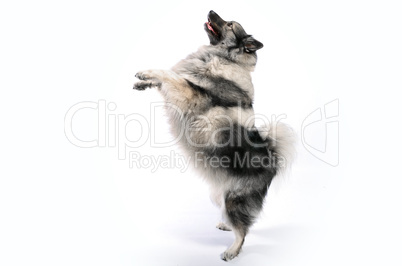 hund Dogdancing