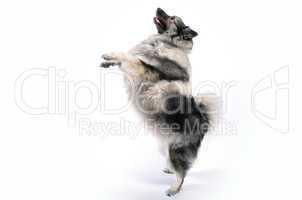 hund Dogdancing