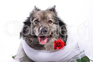 hund mit rose lustig