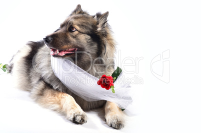 hund mit rose lustig