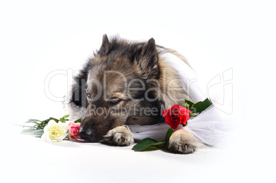 hund mit rose lustig