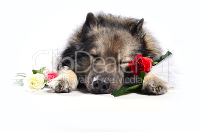 hund mit rose schlafen