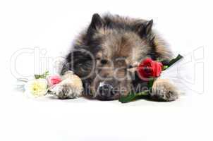 hund mit rose schlafen