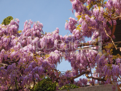 Wisteria