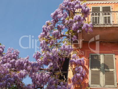 Wisteria