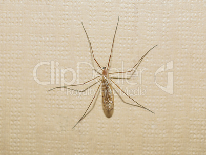 Gnat insect