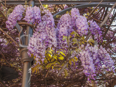 Wisteria