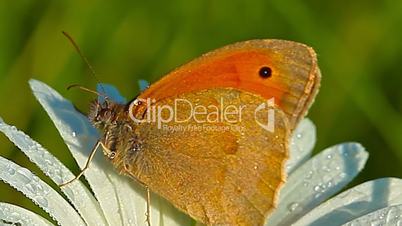 butterfly and camomile in morning dew