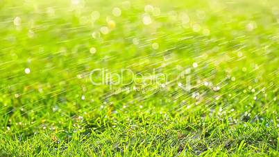 green grass lawn watering