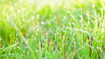 green grass and drops of morning dew