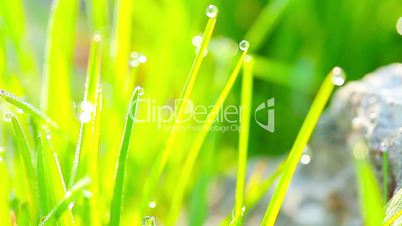 green grass and drops of morning dew