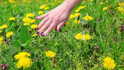 Hand gently caresses field flowers, dandelions